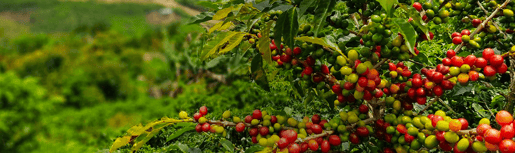 senseo baerekraftig kaffe med omsorg for miljoet banner desktop